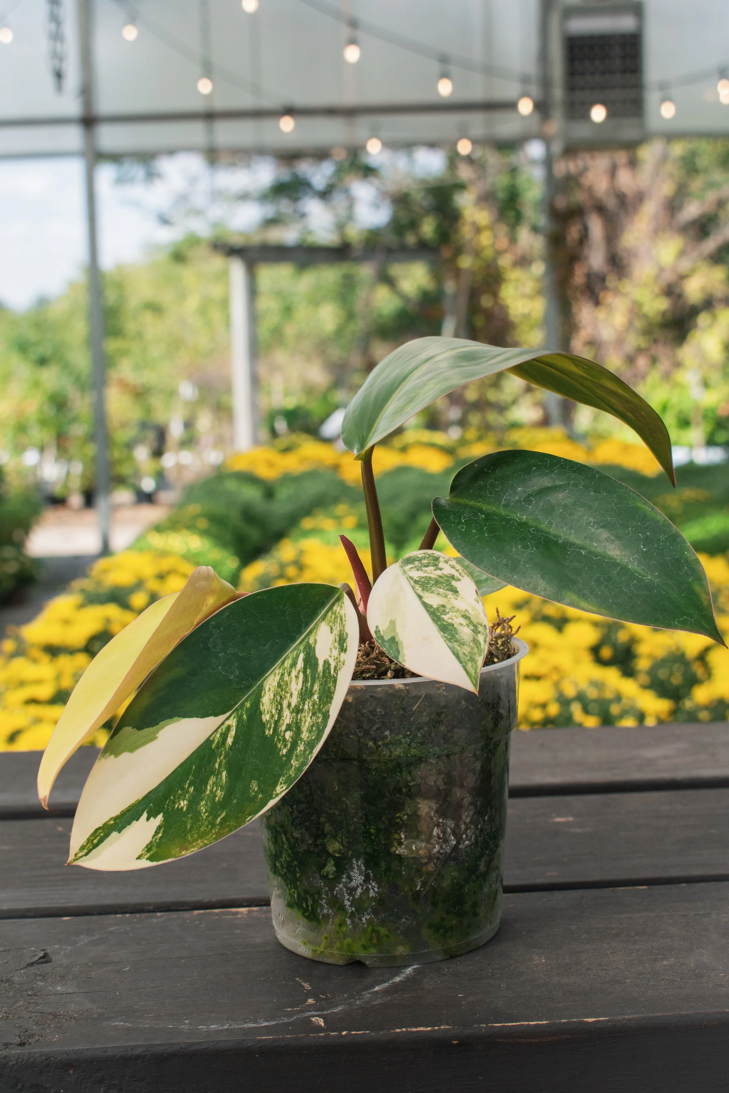 Hoya linearis — Wilson Plant Co